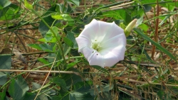 A close-up shot of native flora on Santa Cruz Island